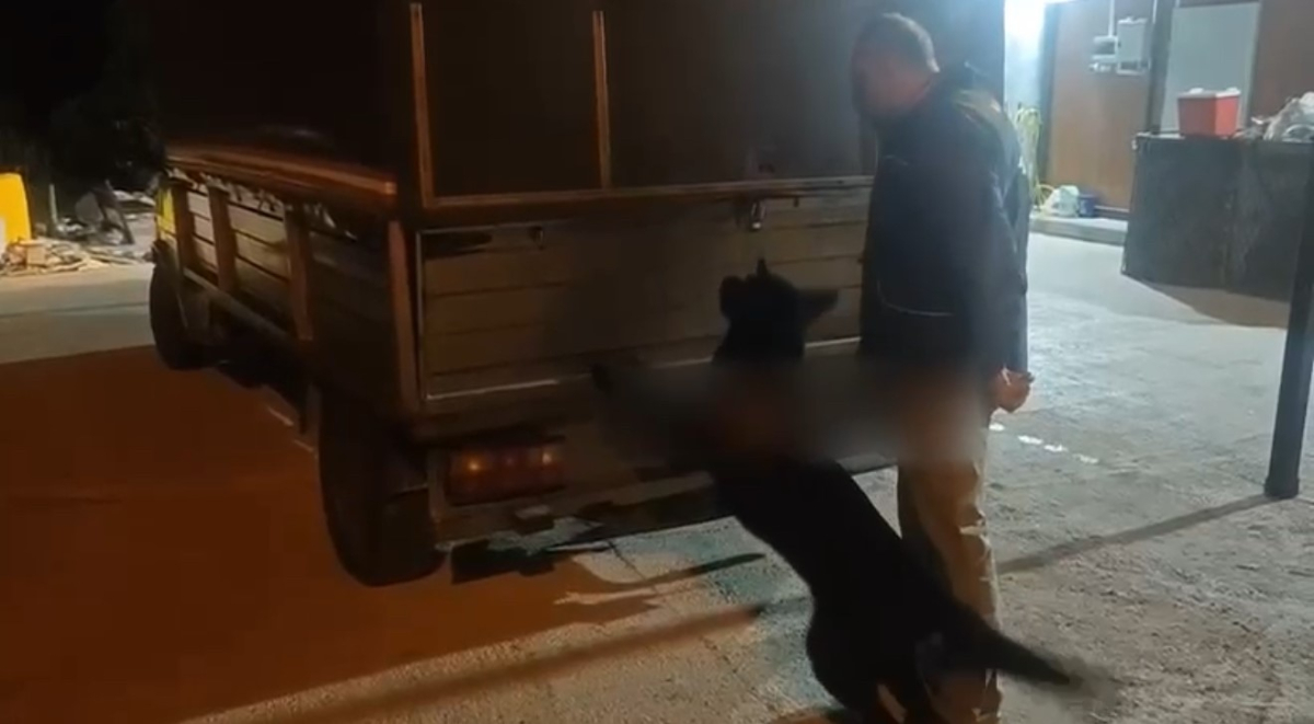Bulaşık makinesine gizlenen 53 bin adet uyuşturcu hapı narkotik köpeği buldu