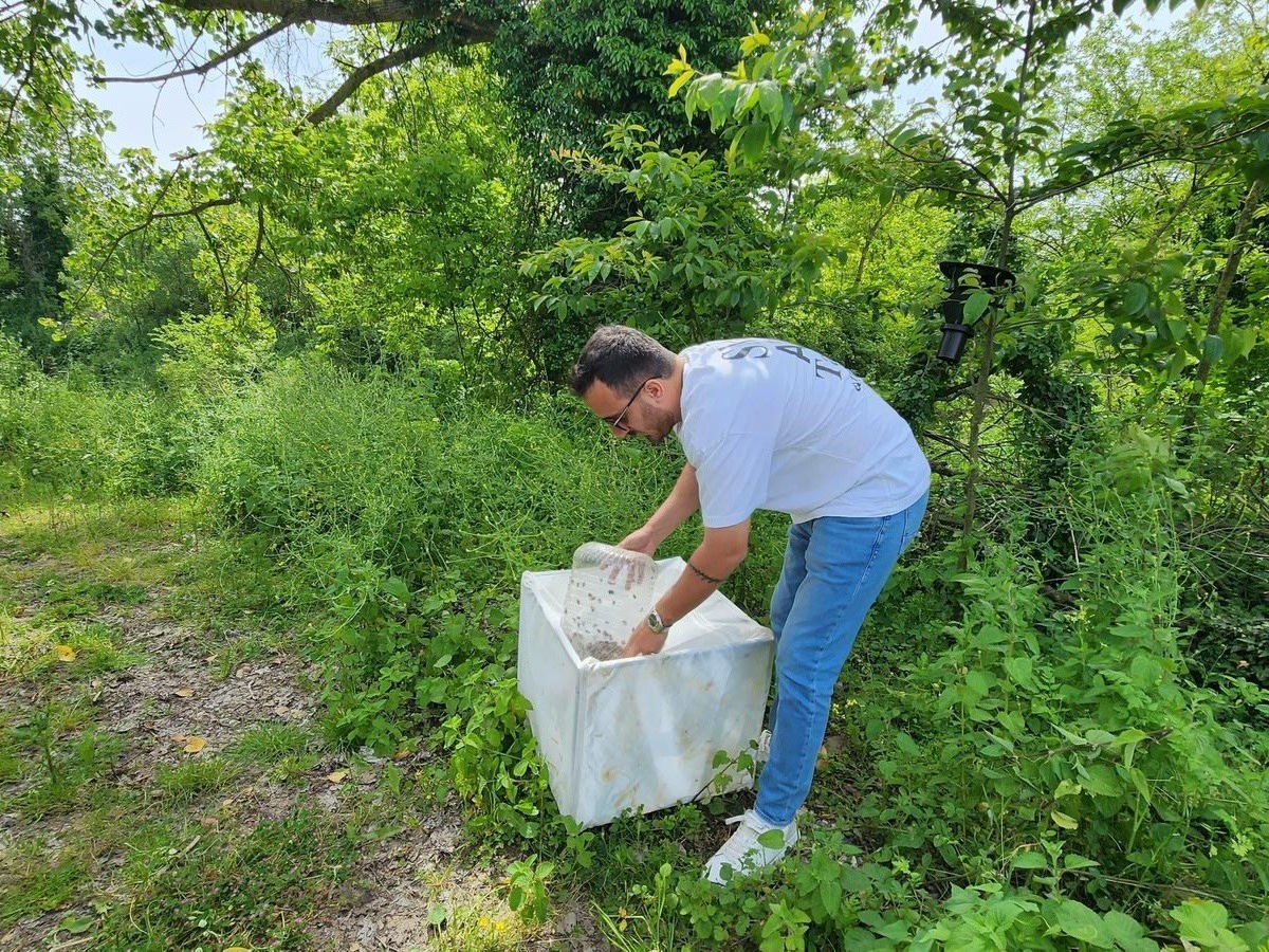 Samsun’da 1 milyonun üzerinde samuray arısı doğaya salındı