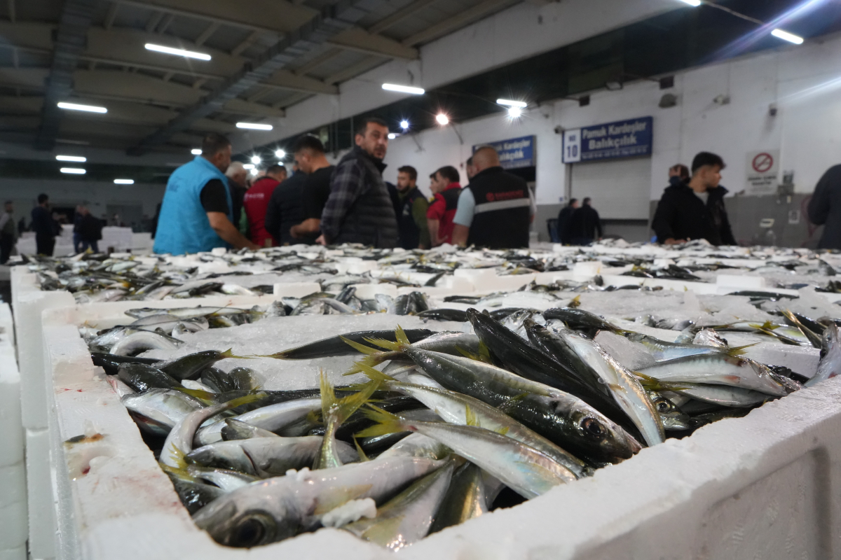 Balık mezadında hareketlilik: Kasalar dolusu balıklar kapışıldı