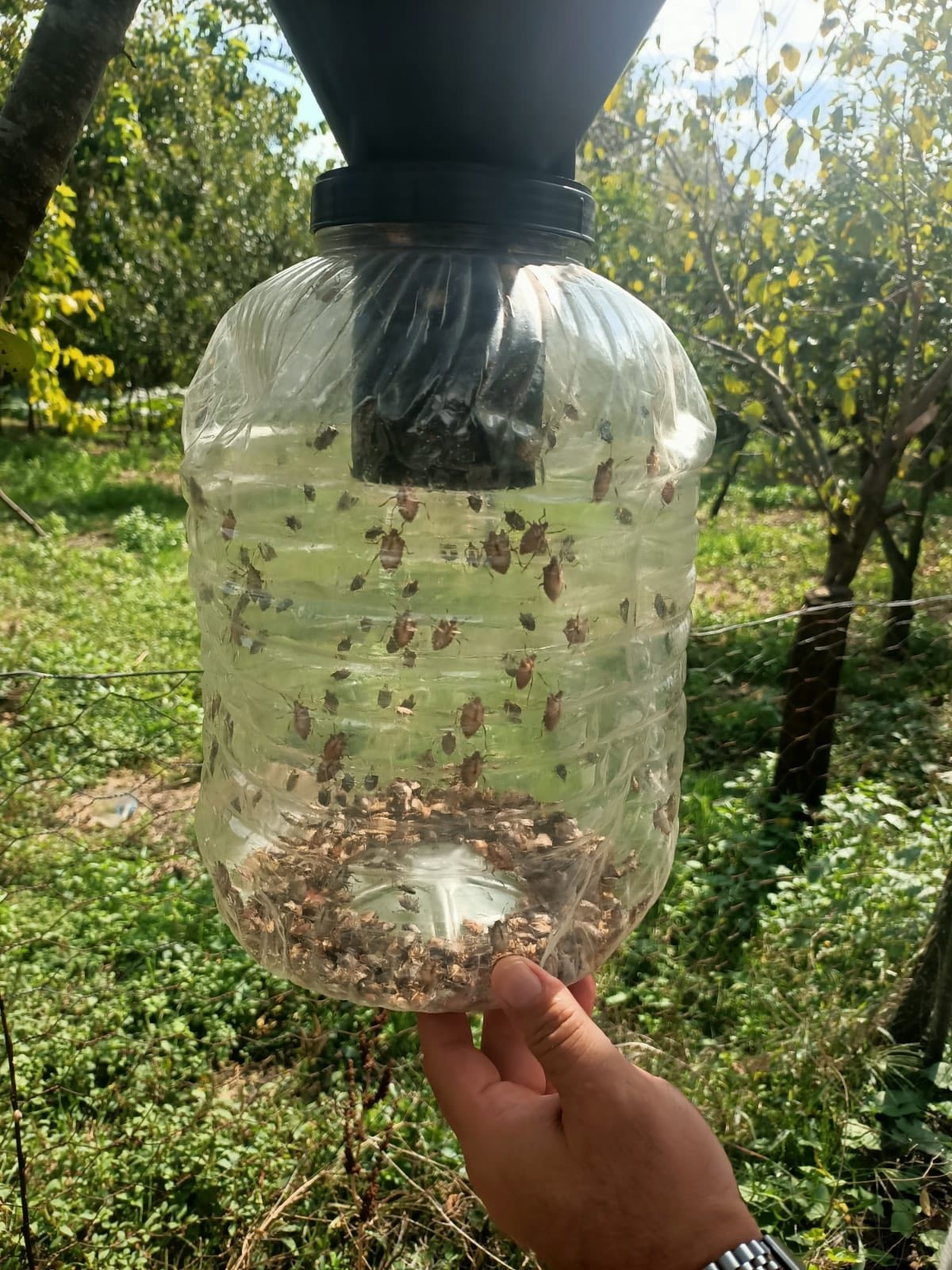 Çarşamba'da tarımda koruma ve mücadele çalışmaları