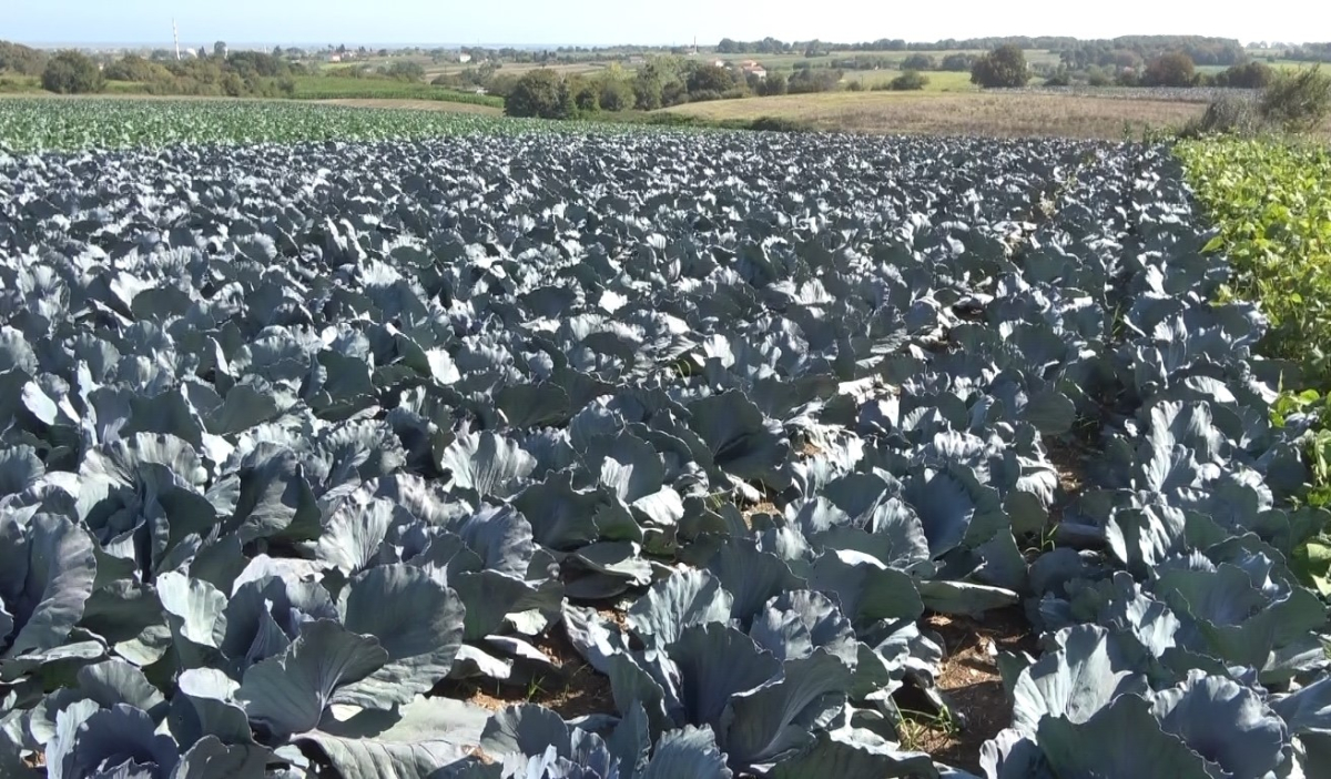 Bafra Ovası’nda 100 bin dekarlık alanda kışlık sebze ekimi başladı
