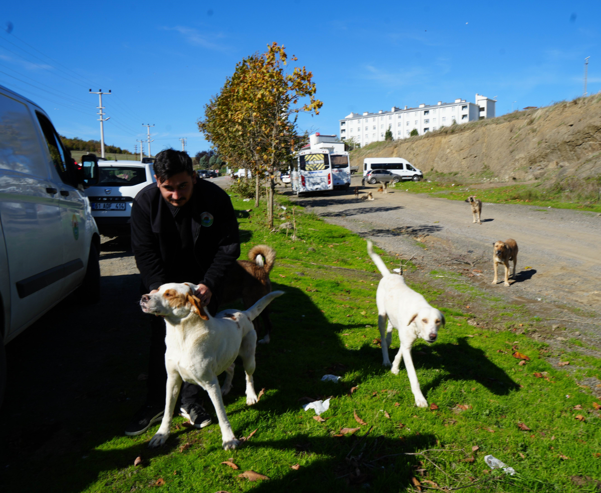 Başıboş sokak köpekleri toplanarak barınağa götürüldü