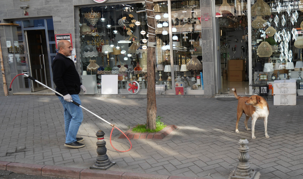 Başıboş sokak köpekleri toplanarak barınağa götürüldü
