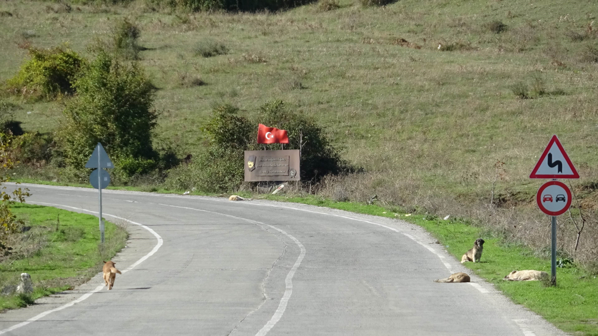 Başıboş sokak köpekleri toplanarak barınağa götürüldü