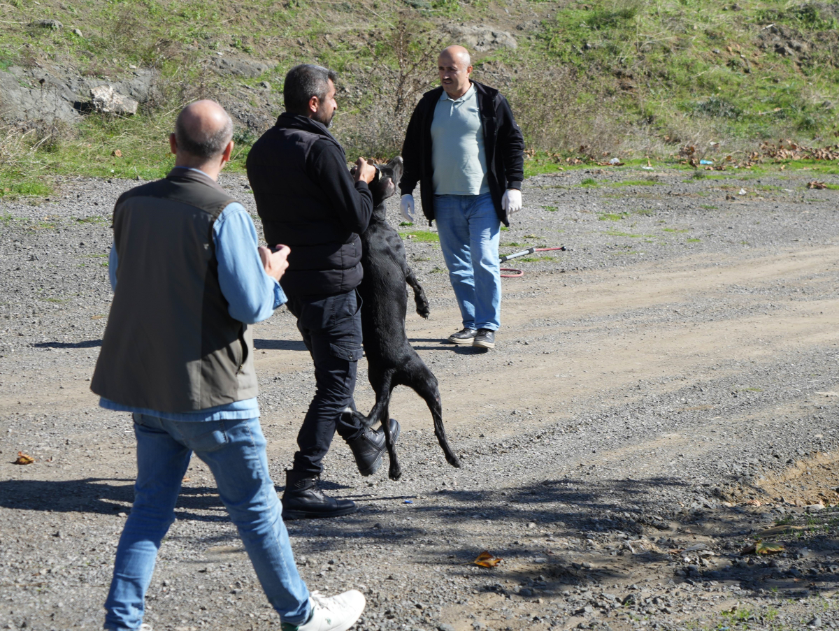 Başıboş sokak köpekleri toplanarak barınağa götürüldü
