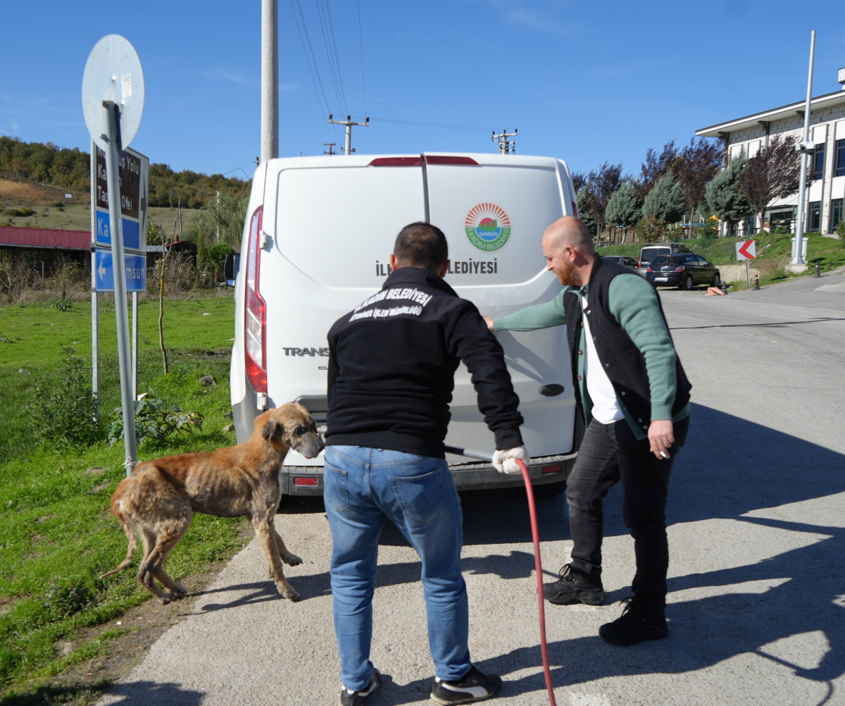 Başıboş sokak köpekleri toplanarak barınağa götürüldü