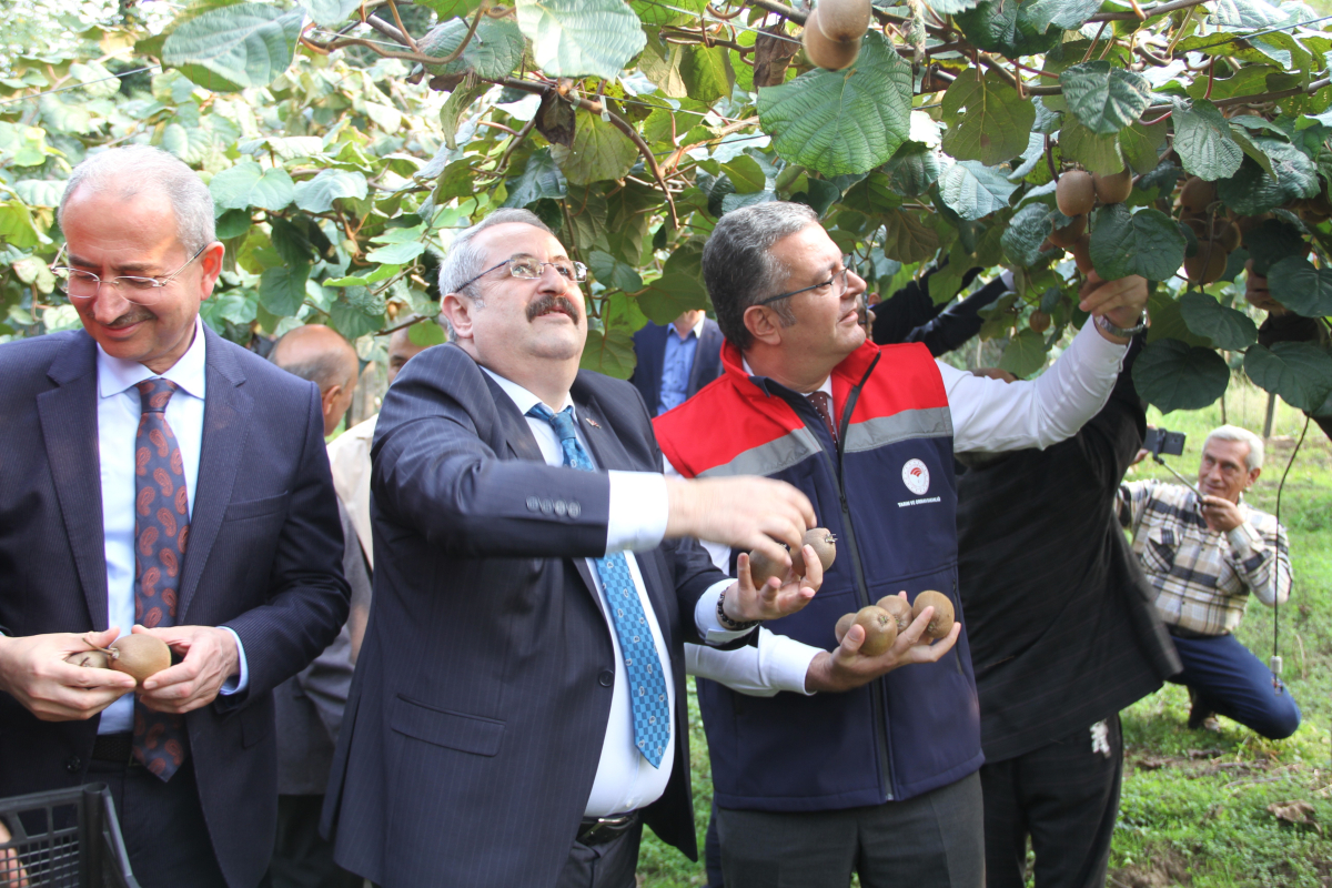 Samsun'da ‘2025 Yılı Kivi Hasat Etkinliği'