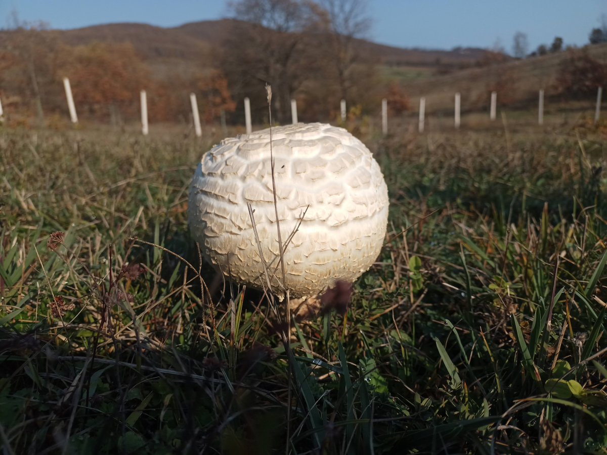 Doğada büyüyen dev mantarlar şaşkına çevirdi