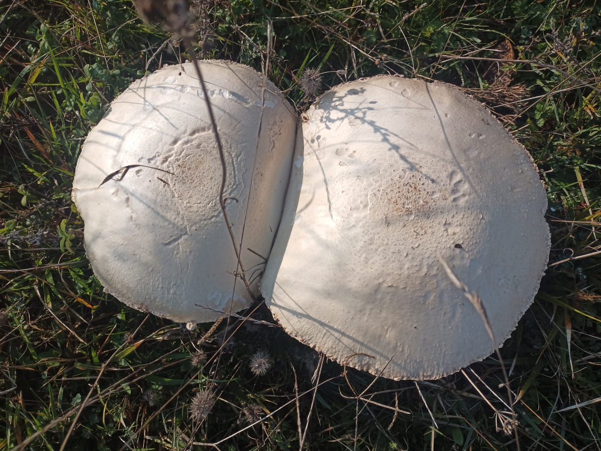 Doğada büyüyen dev mantarlar şaşkına çevirdi