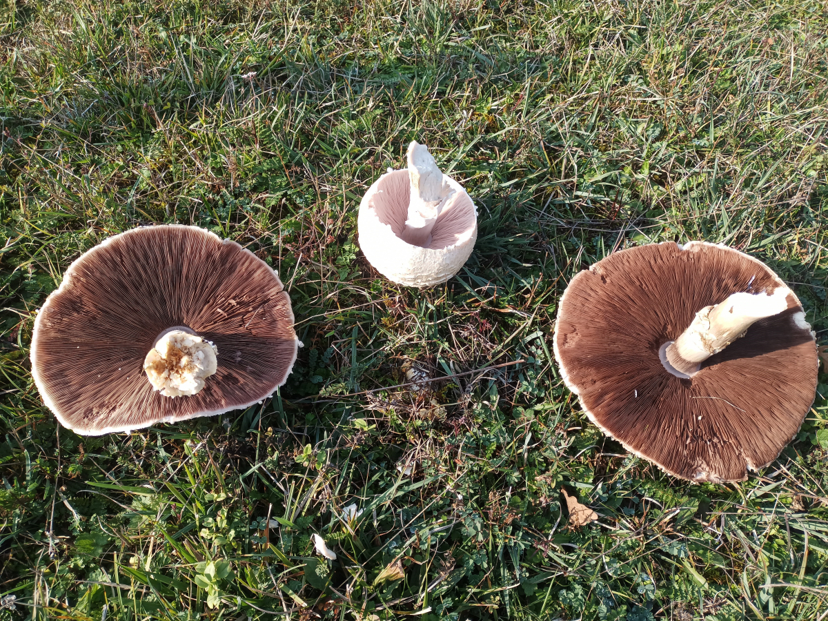 Doğada büyüyen dev mantarlar şaşkına çevirdi