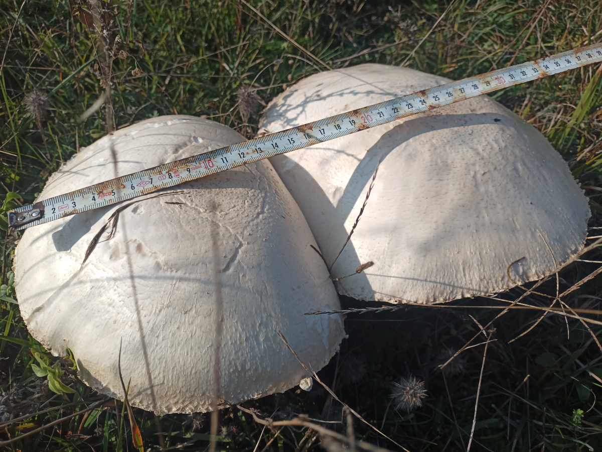 Doğada büyüyen dev mantarlar şaşkına çevirdi