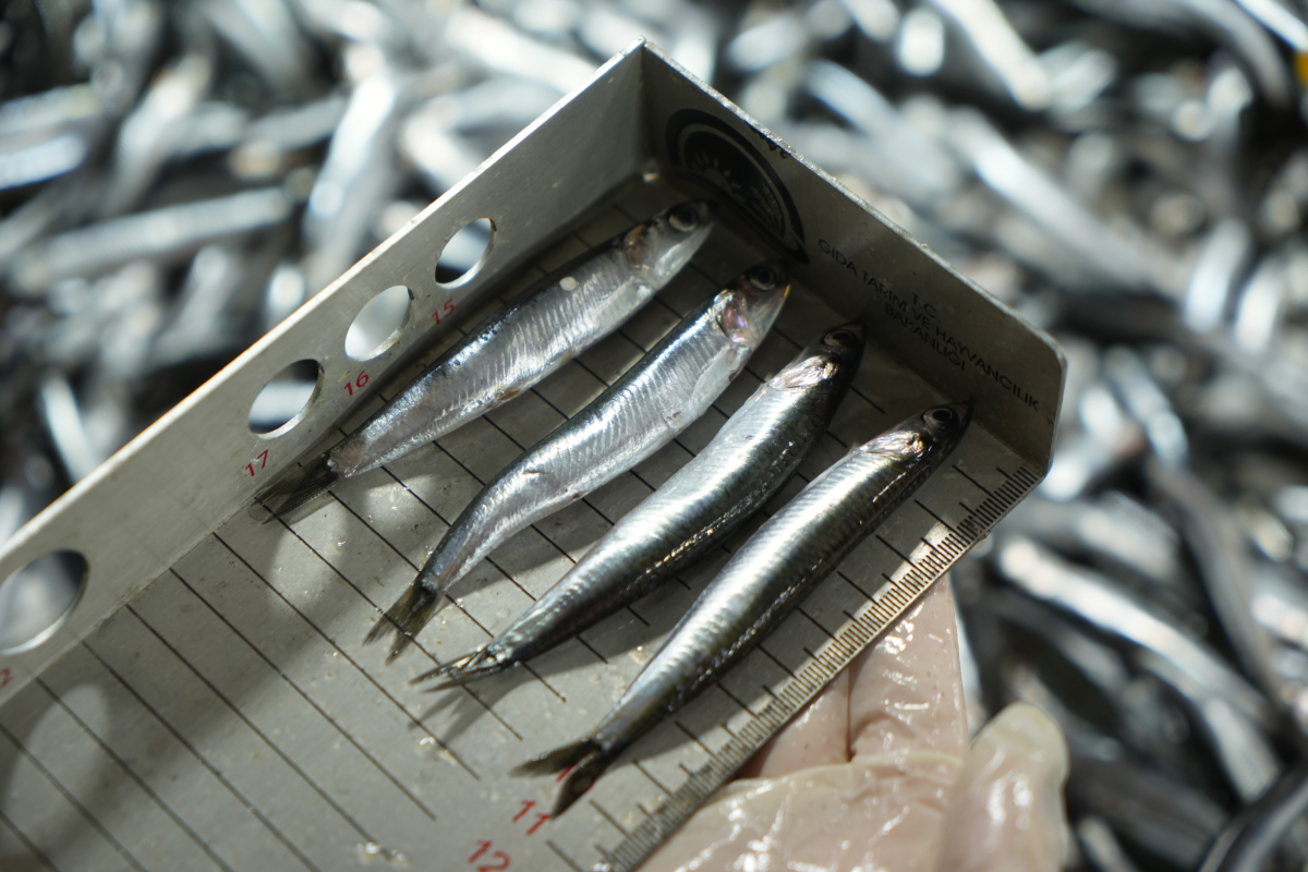 Balık tezgahlarına yakın markaj: 109 kişi ve işletmeye 2,5 milyon TL ceza