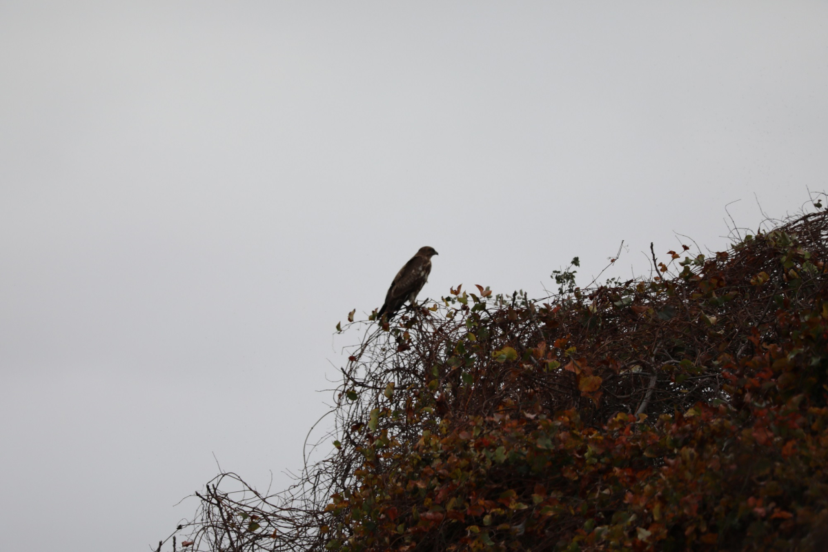 KUŞ CENNETİ’NDE SONBAHAR GÖZ KAMAŞTIRIYOR
