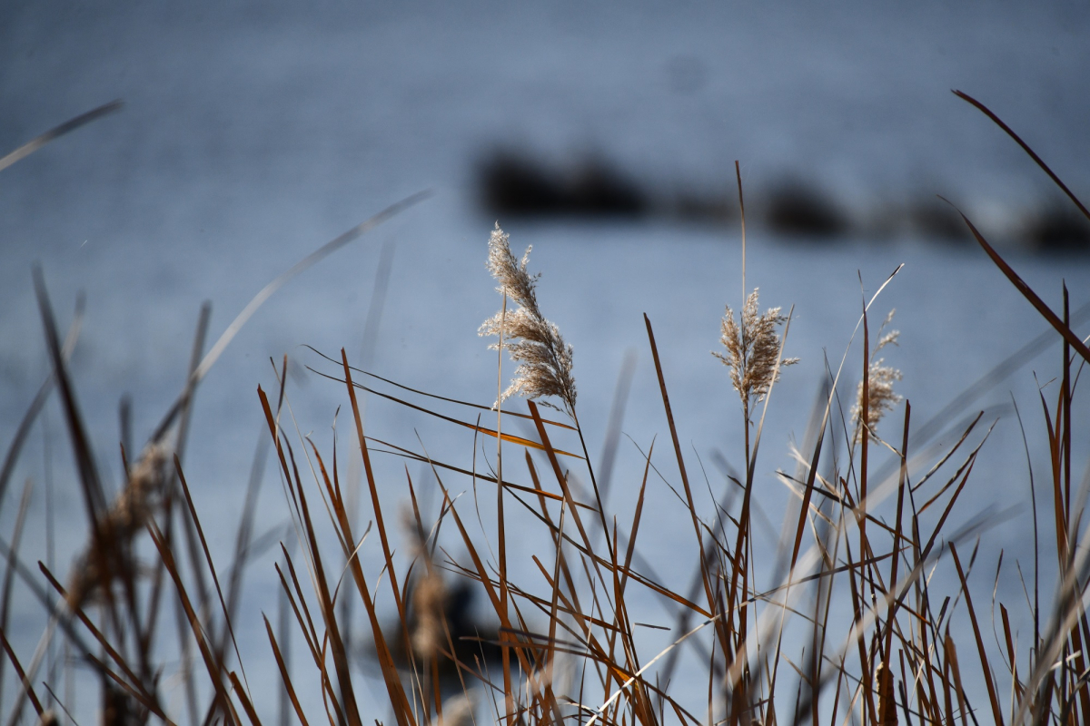 KUŞ CENNETİ’NDE SONBAHAR GÖZ KAMAŞTIRIYOR