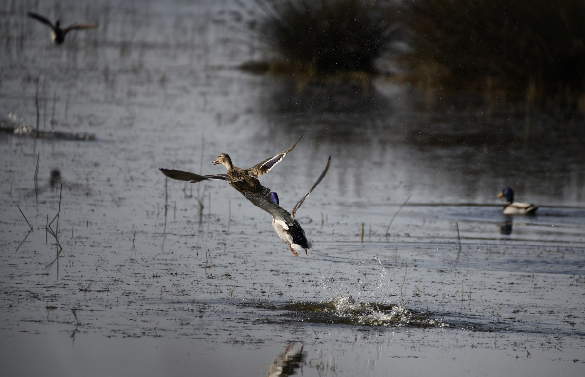 KUŞ CENNETİ’NDE SONBAHAR GÖZ KAMAŞTIRIYOR
