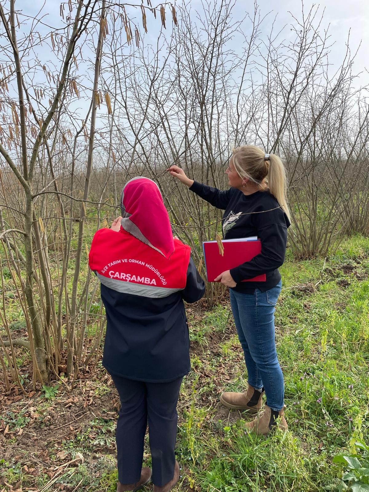 Çarşamba'da fenolojik gözlem ve destekleme çalışmaları