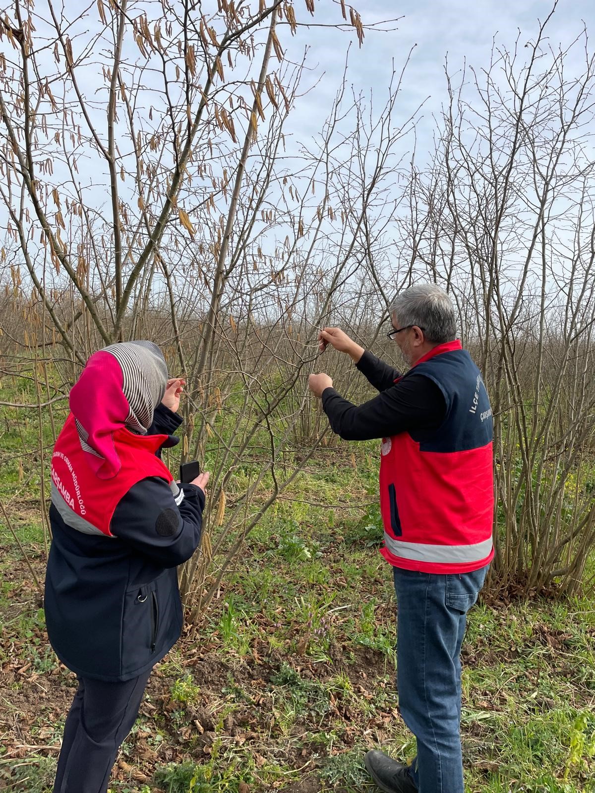 Çarşamba'da fenolojik gözlem ve destekleme çalışmaları