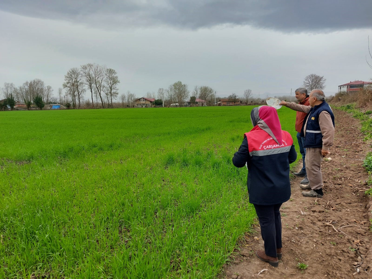 Çarşamba'da fenolojik gözlem ve destekleme çalışmaları