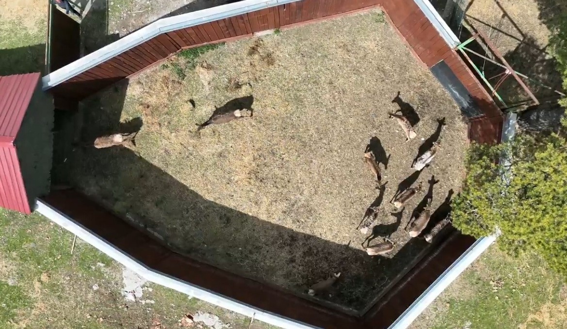 Vezirköprü’den Mesudiye’ye kızıl geyik transferi