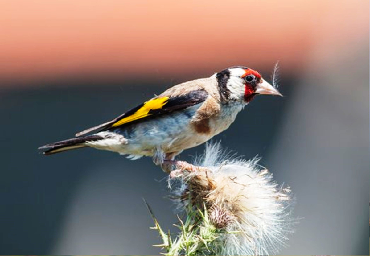 Savcıdan Doğaya Objektif: Kızılırmak Deltası’nda Yaban Hayatını Belgeliyor