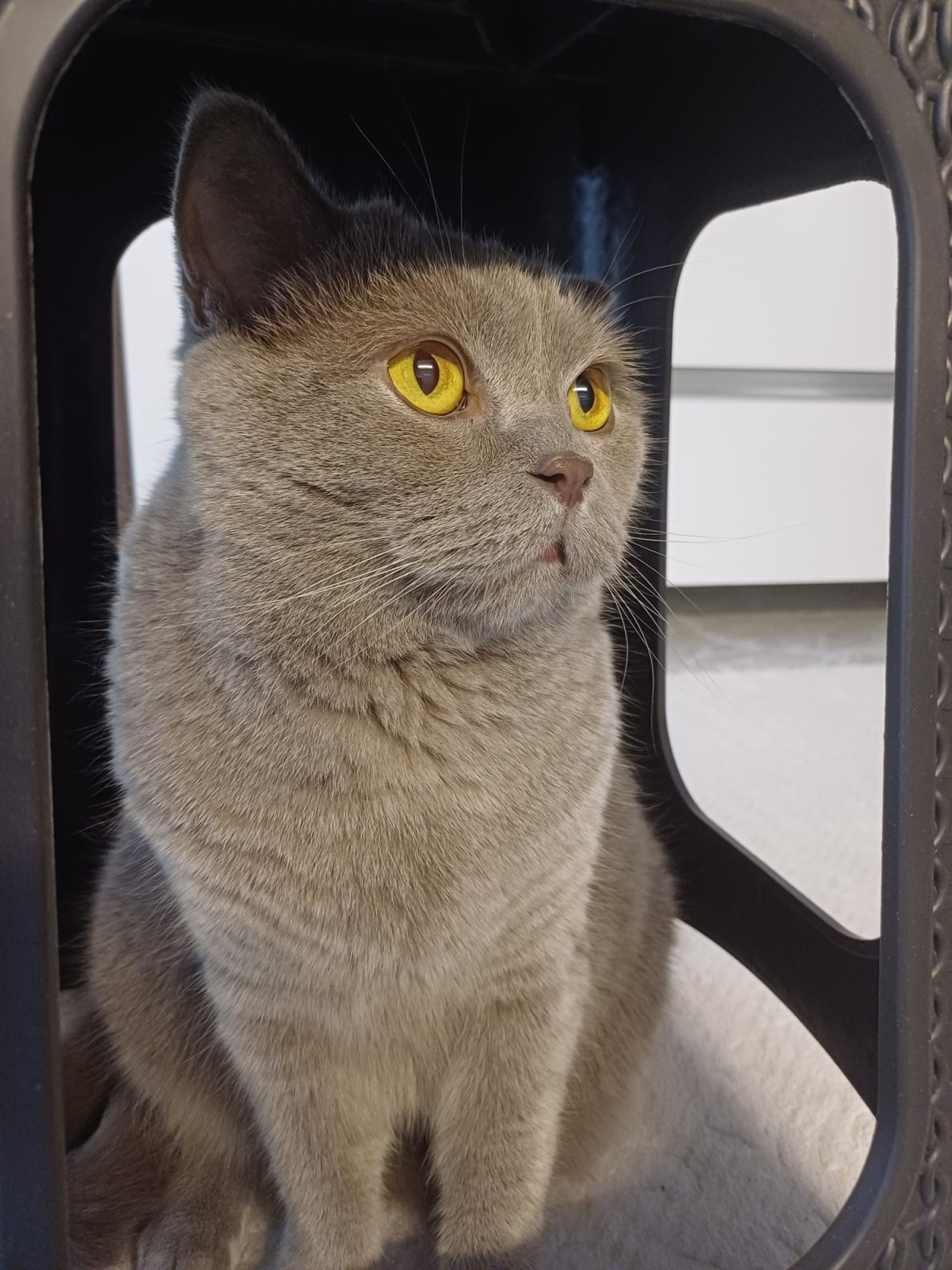 Samsun’da Aşı Sonrası Kedi Ölümü İddiası: Aile Şikayetçi Oldu