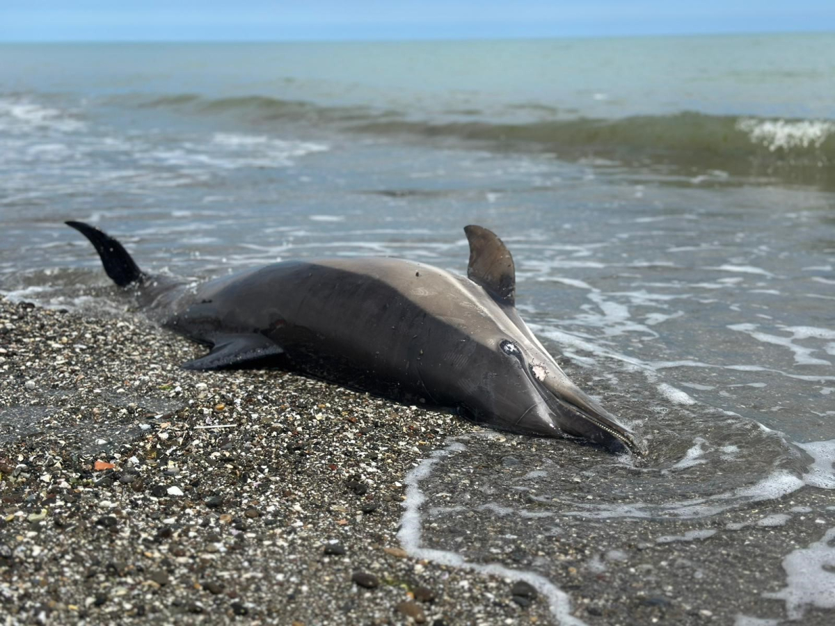 Samsun Sahillerinde Ölü Yunus Tedirginliği