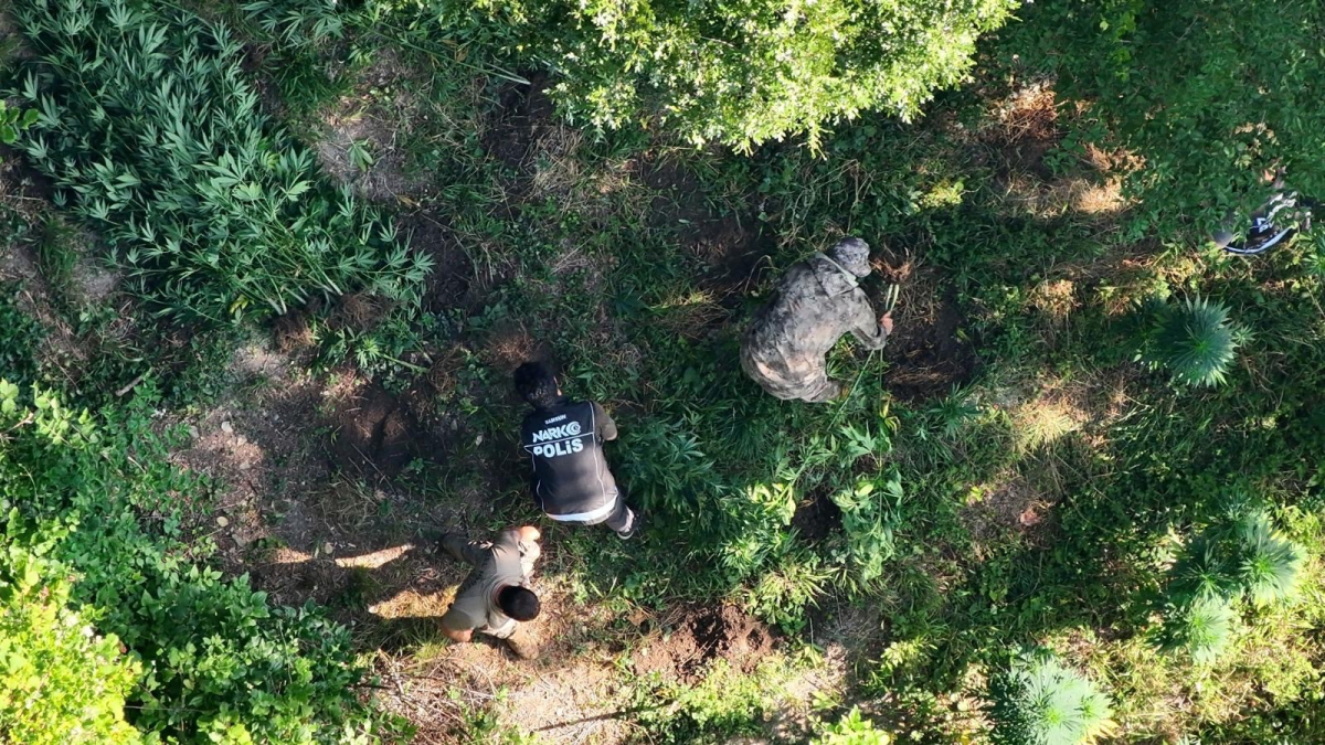 Samsun'da uyuşturucu operasyonu: Hasat edilmeye hazır 782 kök kenevir ele geçirildi