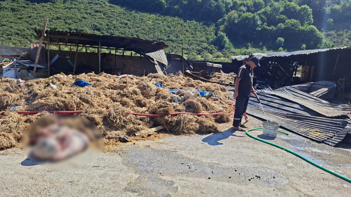 Samsun'da yangın: 53 büyükbaş hayvan telef oldu