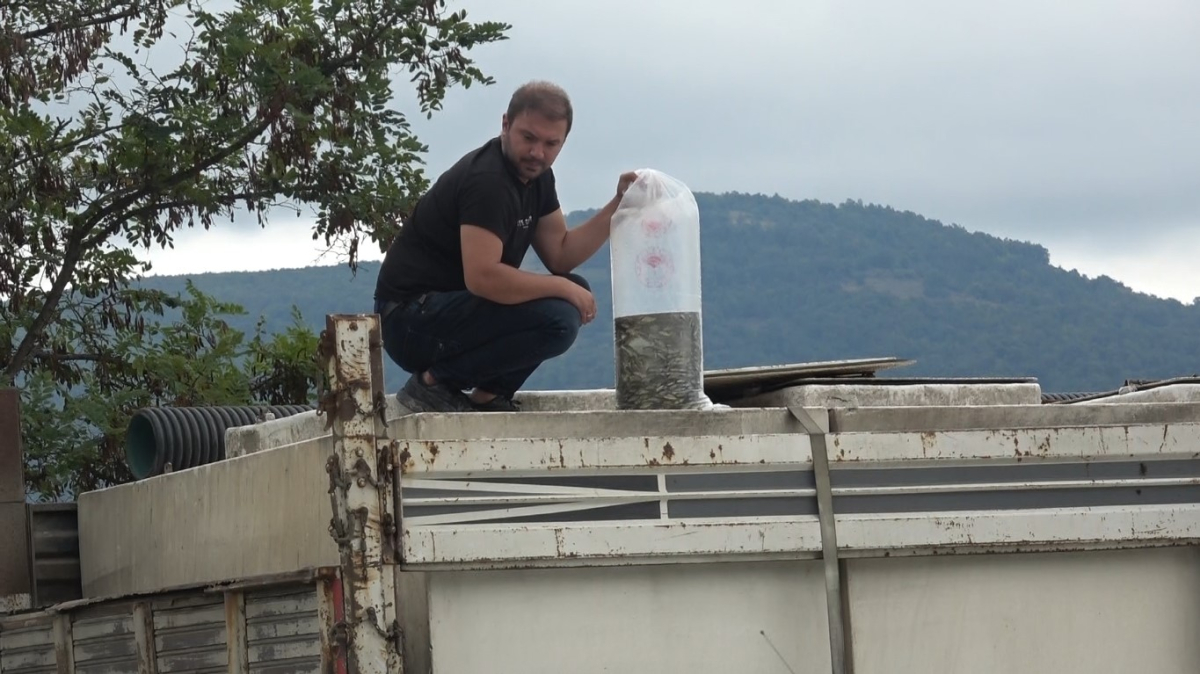 Samsun'un iç suları 1 milyon 125 bin sazan yavrusu ile balıklandırıldı