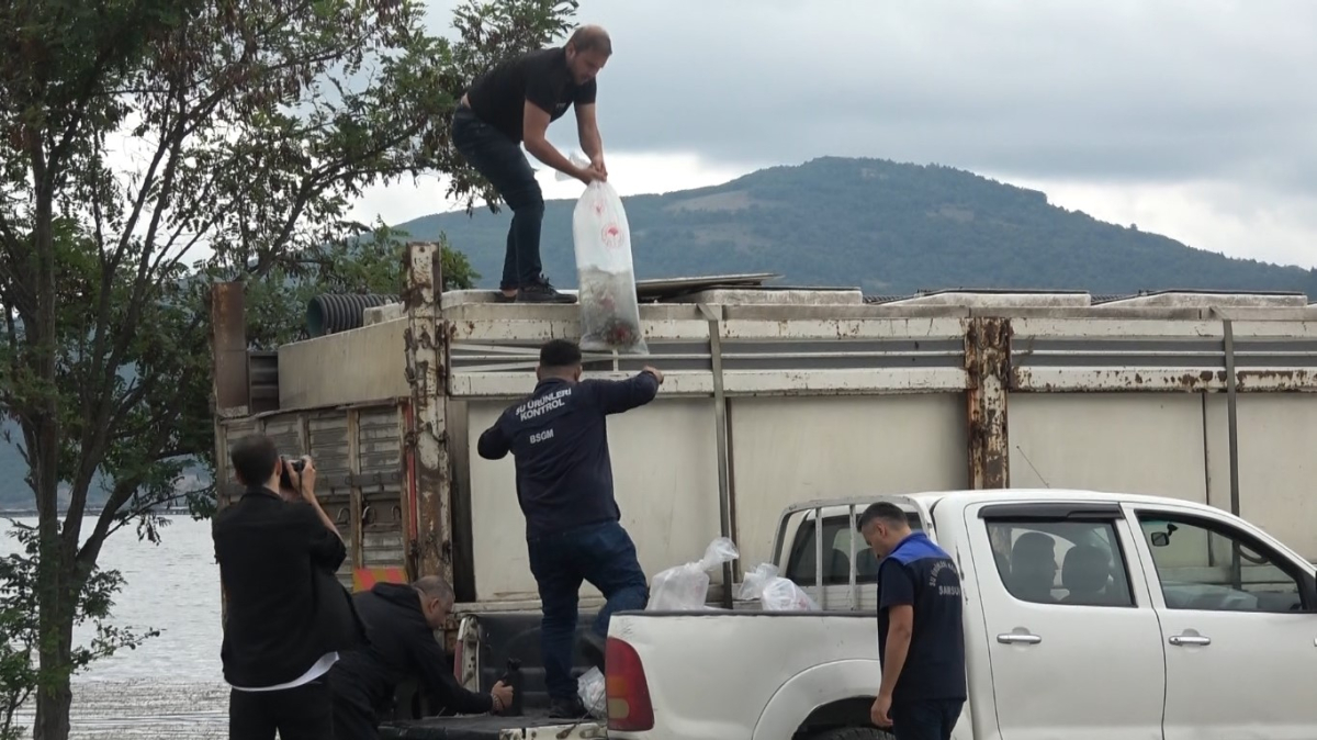 Samsun'un iç suları 1 milyon 125 bin sazan yavrusu ile balıklandırıldı