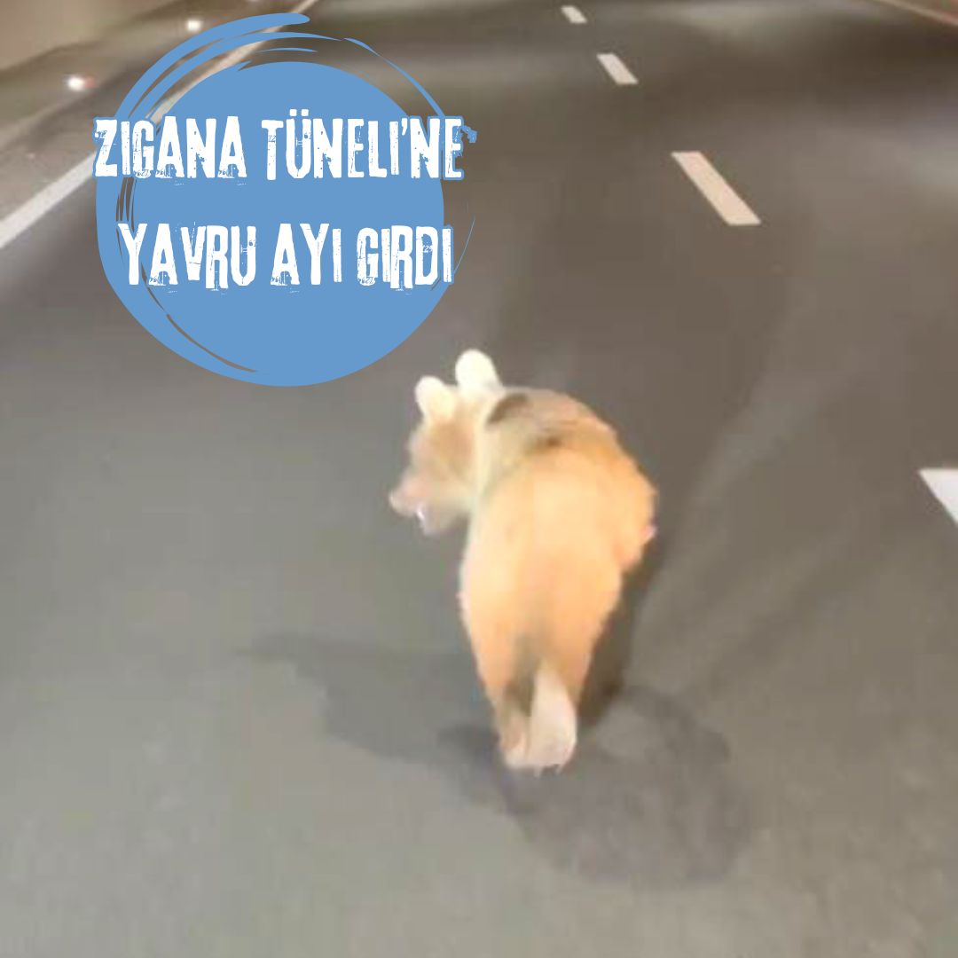 Zigana Tüneli’ne yavru ayı girdi