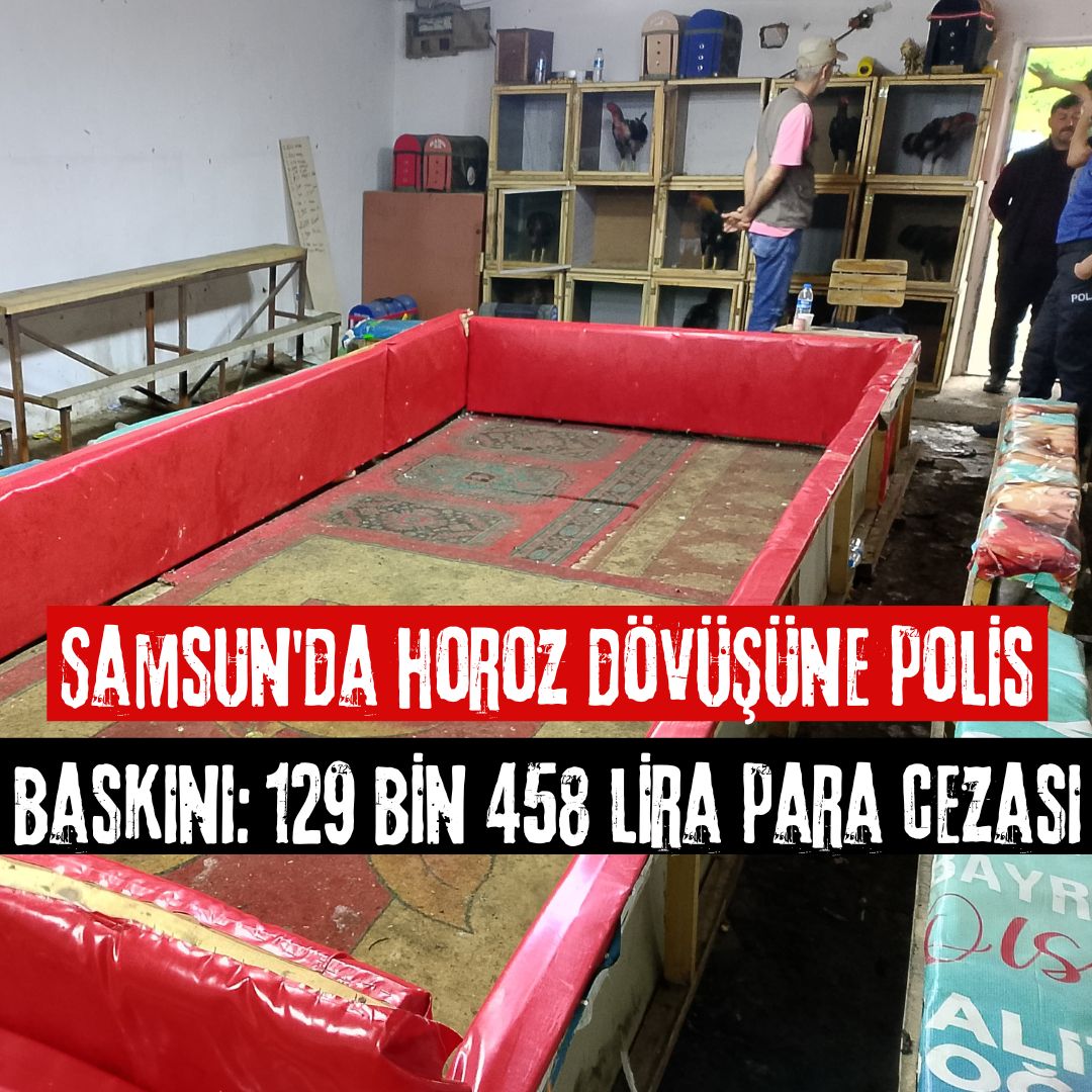 Samsun'da horoz dövüşüne polis baskını: 129 bin 458 lira para cezası
