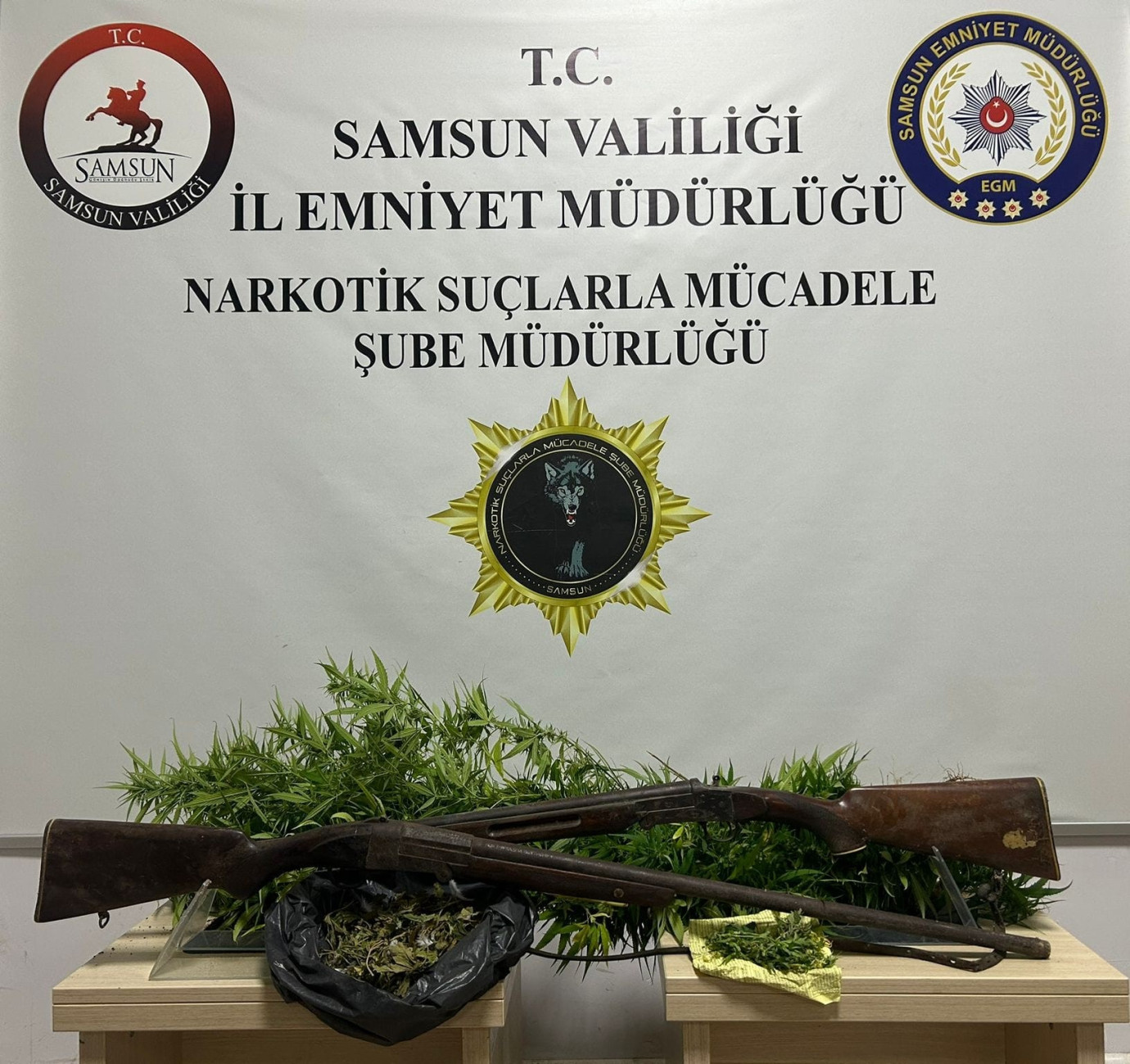 Bafra'da 33 kök Hint keneviri ele geçirildi