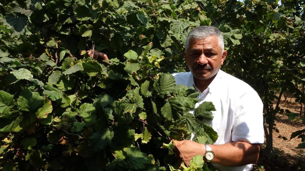  Fındık fiyatlarında son durum