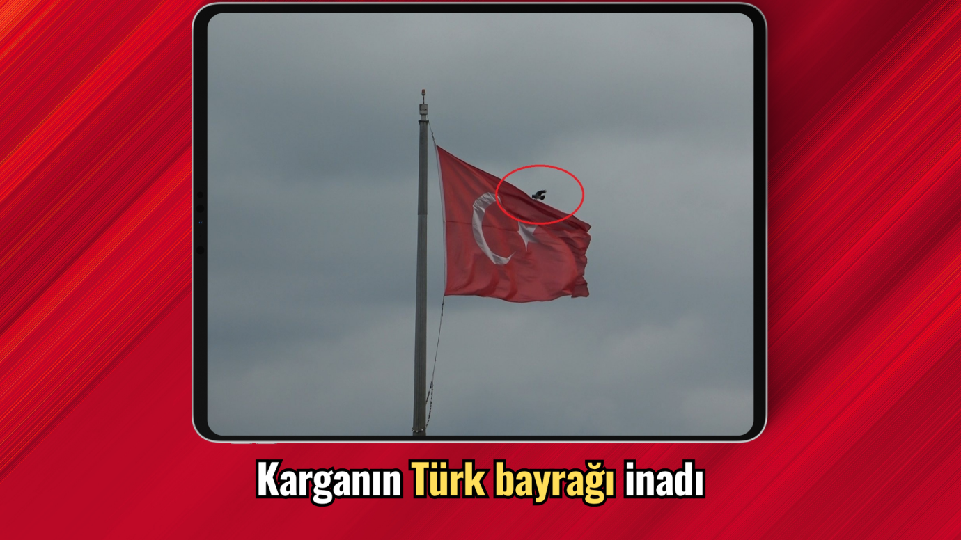 Karganın Türk bayrağı inadı