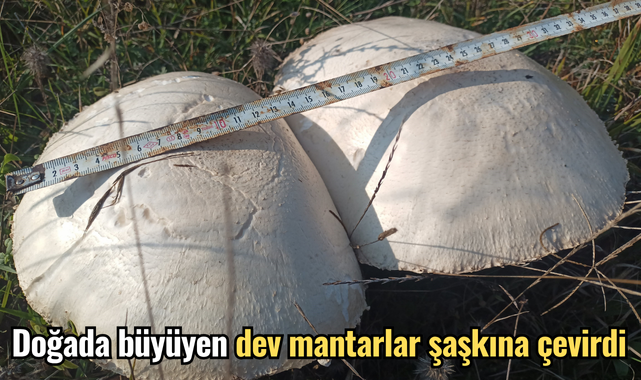 Doğada büyüyen dev mantarlar şaşkına çevirdi