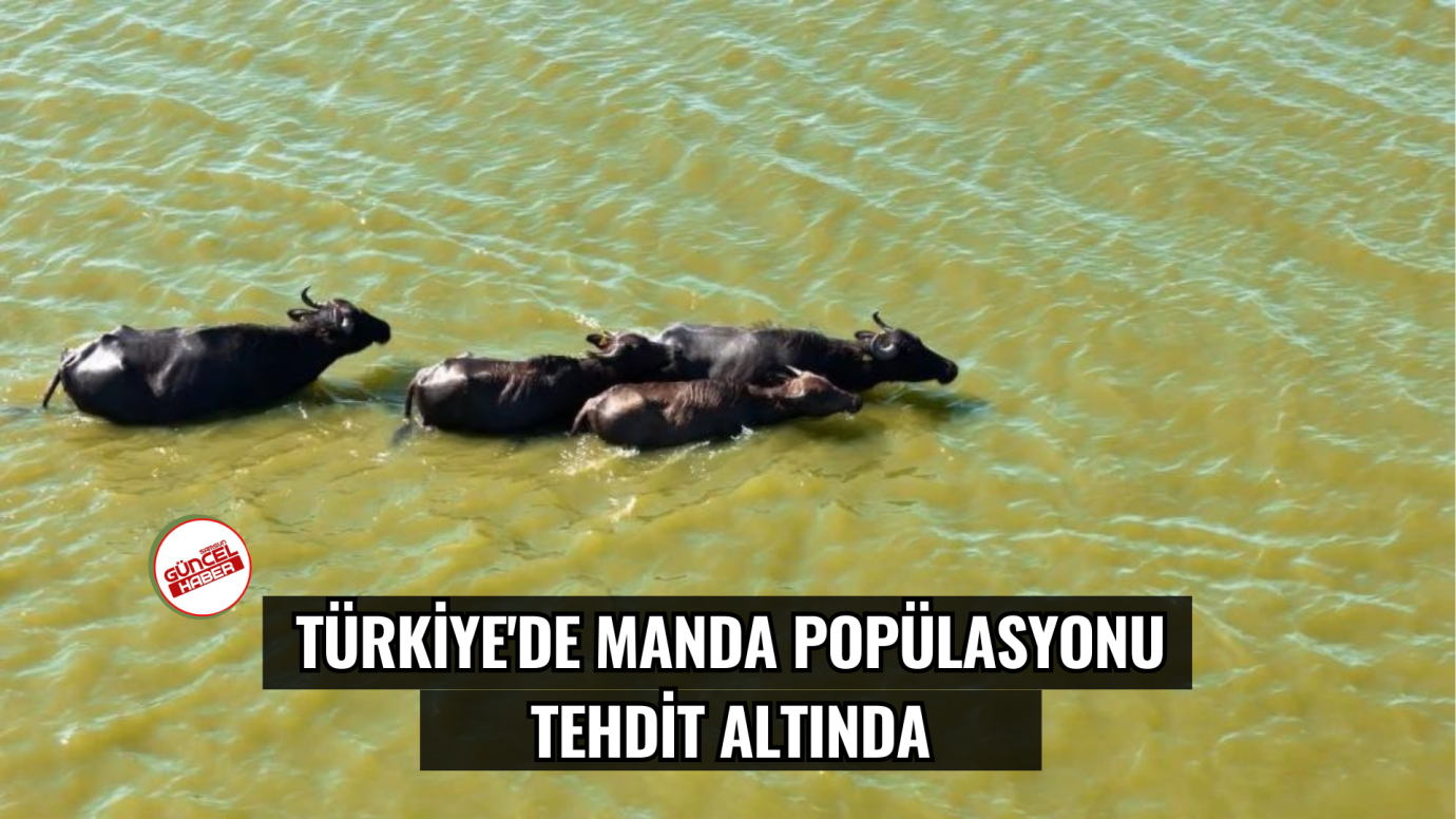 Türkiye'de manda popülasyonu tehdit altında