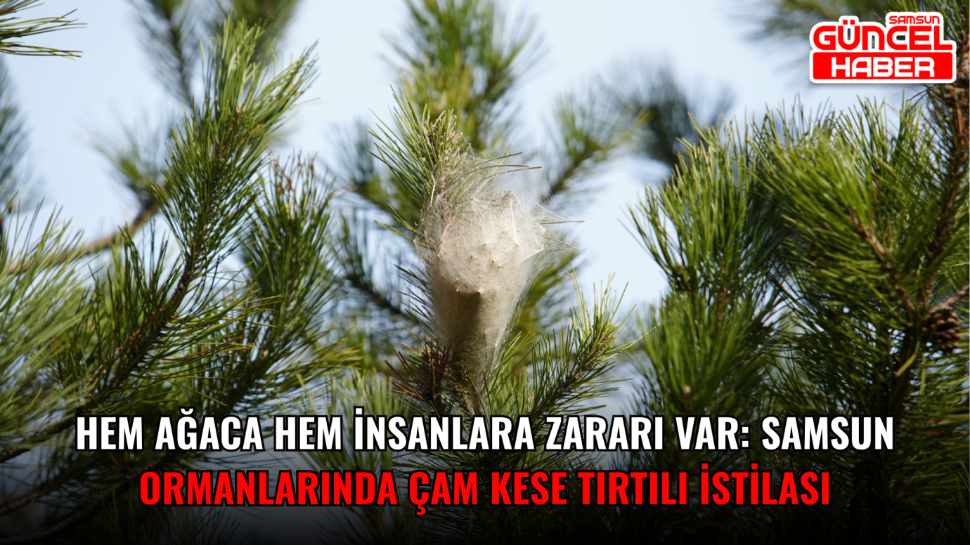  Hem ağaca hem insanlara zararı var: Samsun ormanlarında çam kese tırtılı istilası
