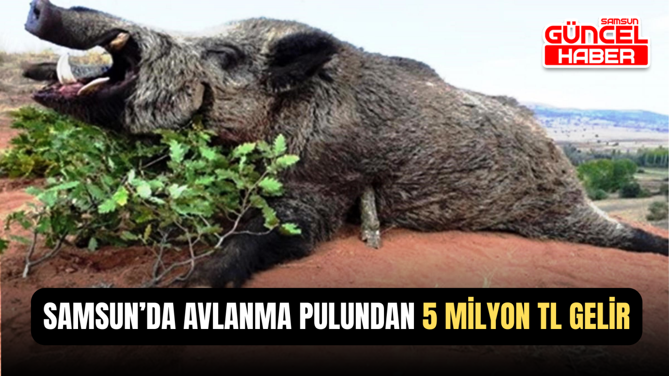 Samsun’da avlanma pulundan 5 milyon TL gelir