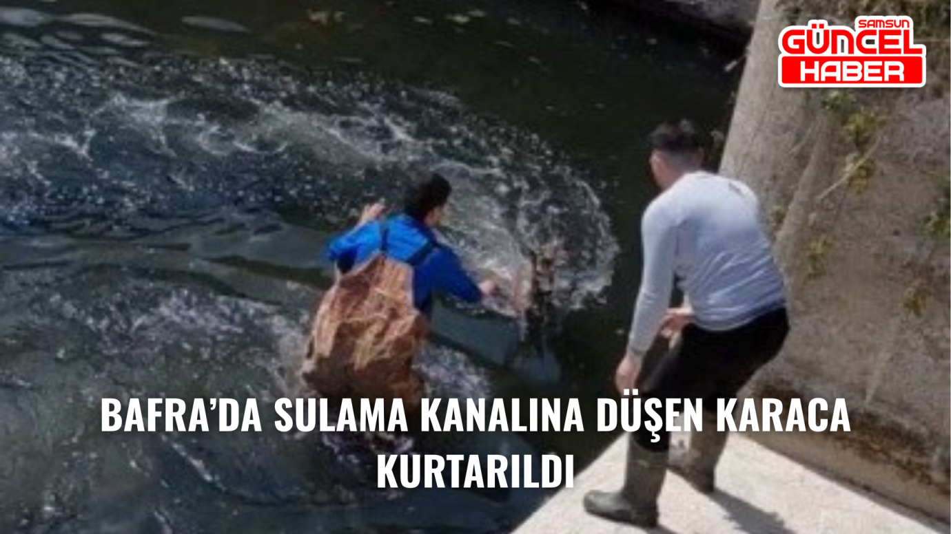 Bafra’da sulama kanalına düşen karaca kurtarıldı