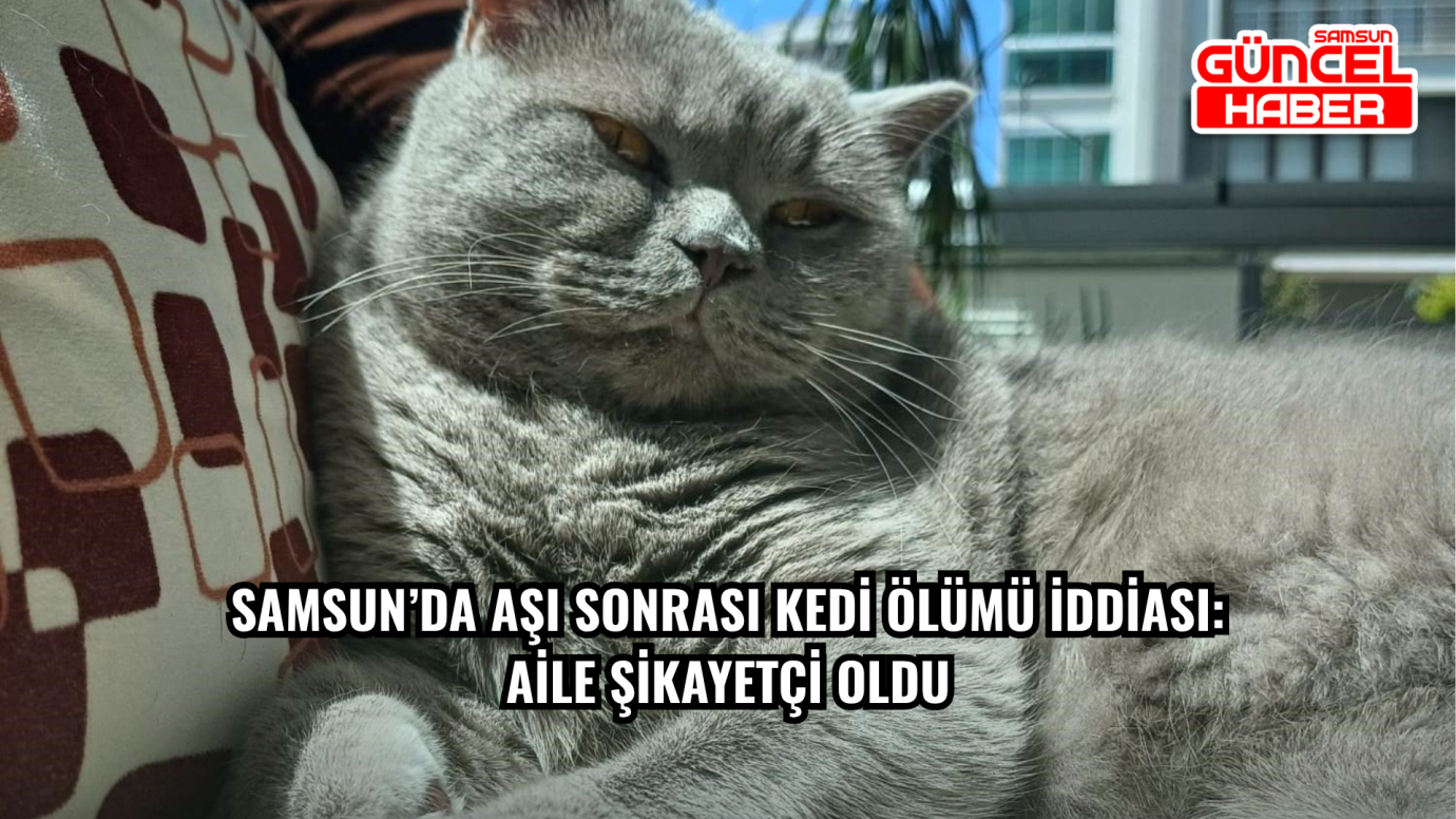 Samsun’da Aşı Sonrası Kedi Ölümü İddiası: Aile Şikayetçi Oldu
