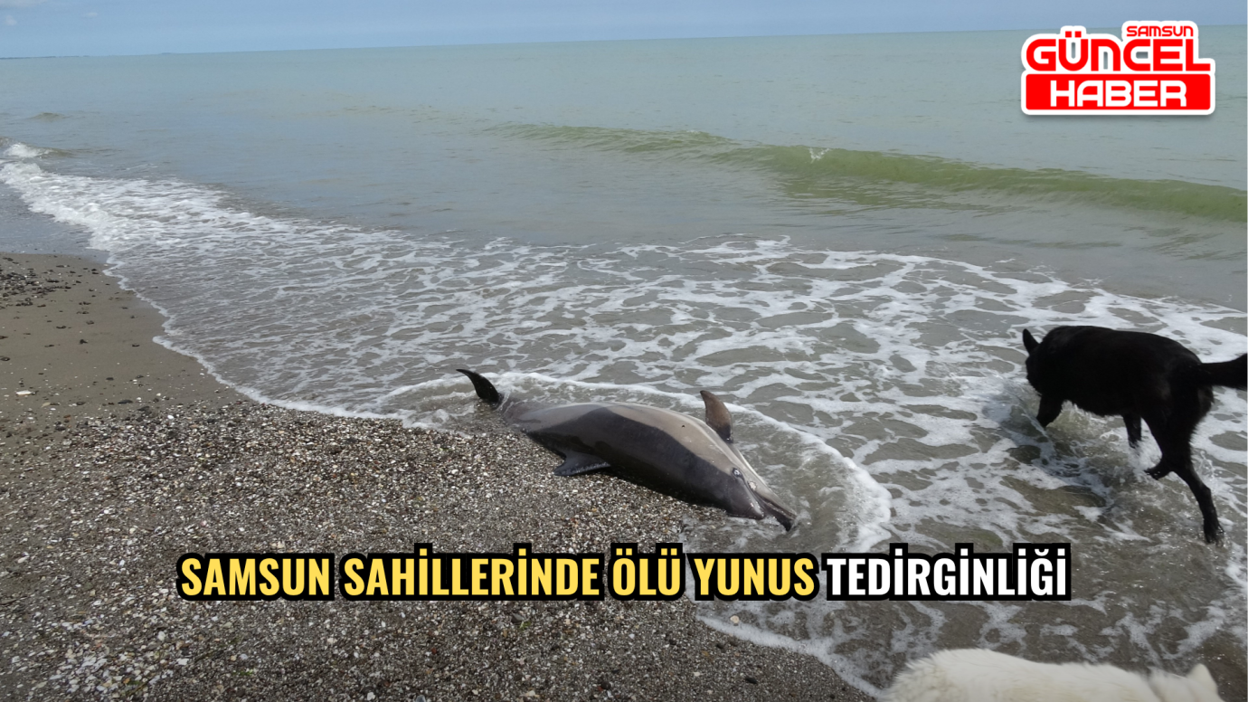 Samsun Sahillerinde Ölü Yunus Tedirginliği