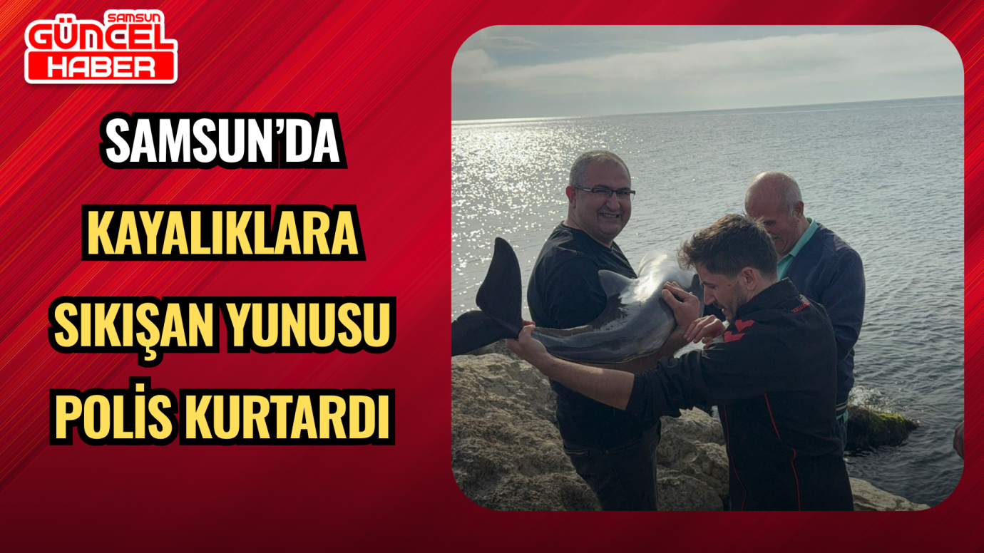 Samsun’da kayalıklara sıkışan yunusu polis kurtardı