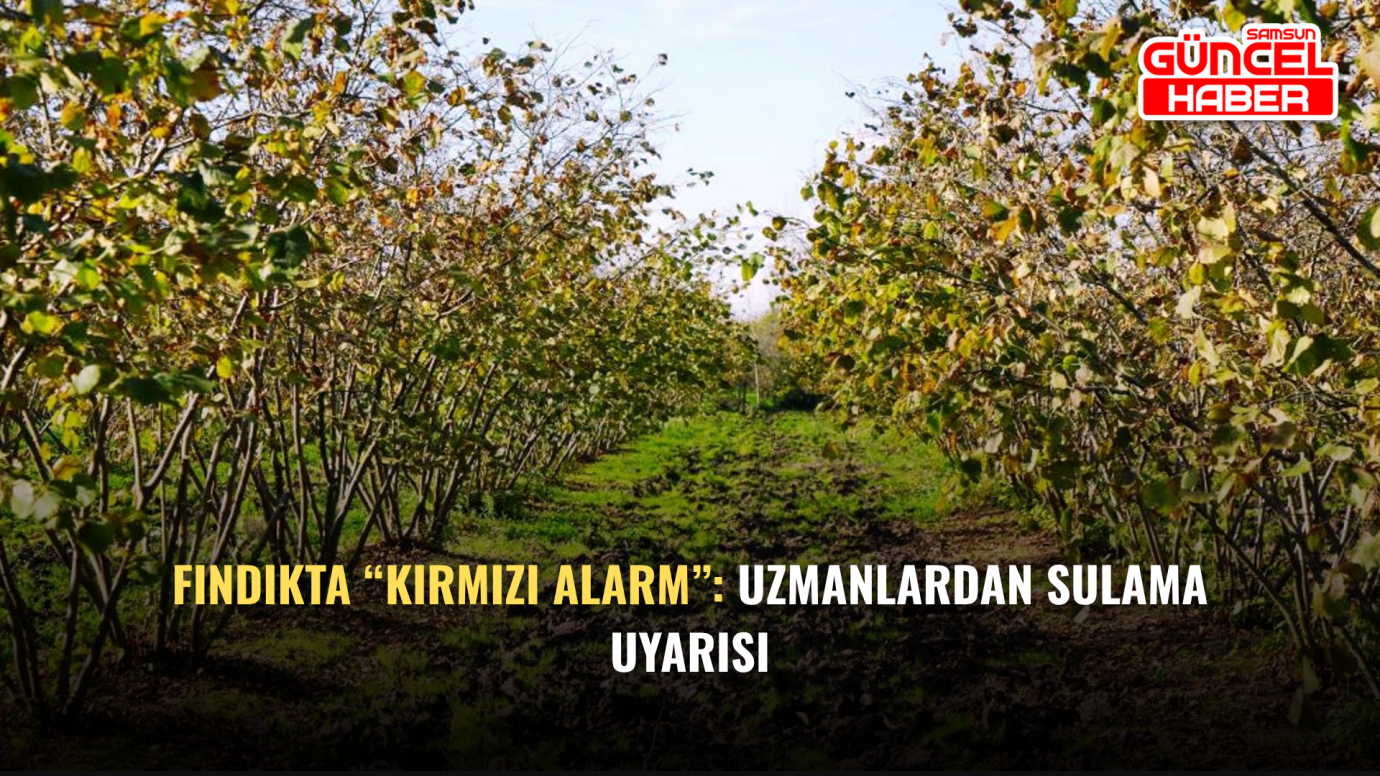 Fındıkta “Kırmızı Alarm”: Uzmanlardan Sulama Uyarısı