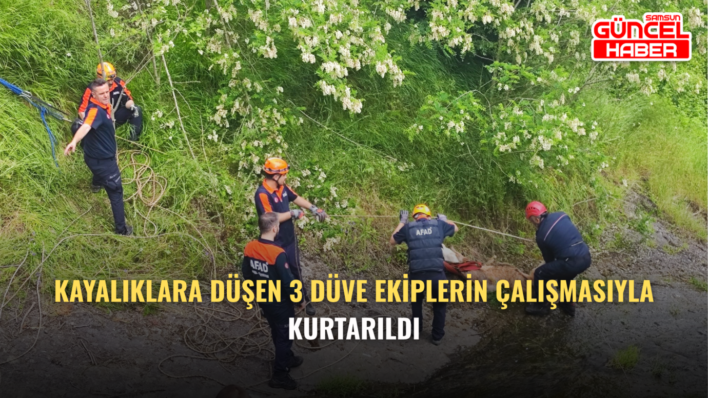 Kayalıklara Düşen 3 Düve Ekiplerin Çalışmasıyla Kurtarıldı