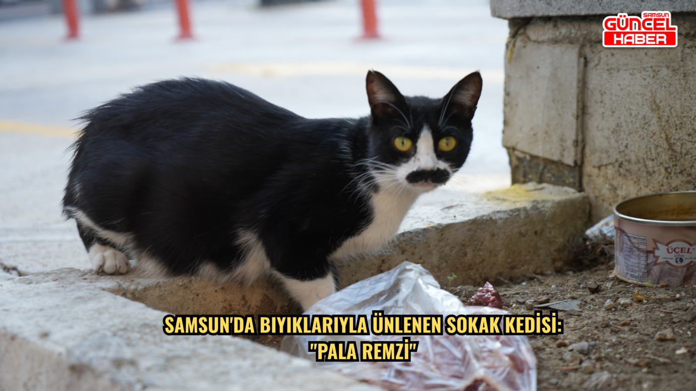 Samsun'da bıyıklarıyla ünlenen sokak kedisi: 