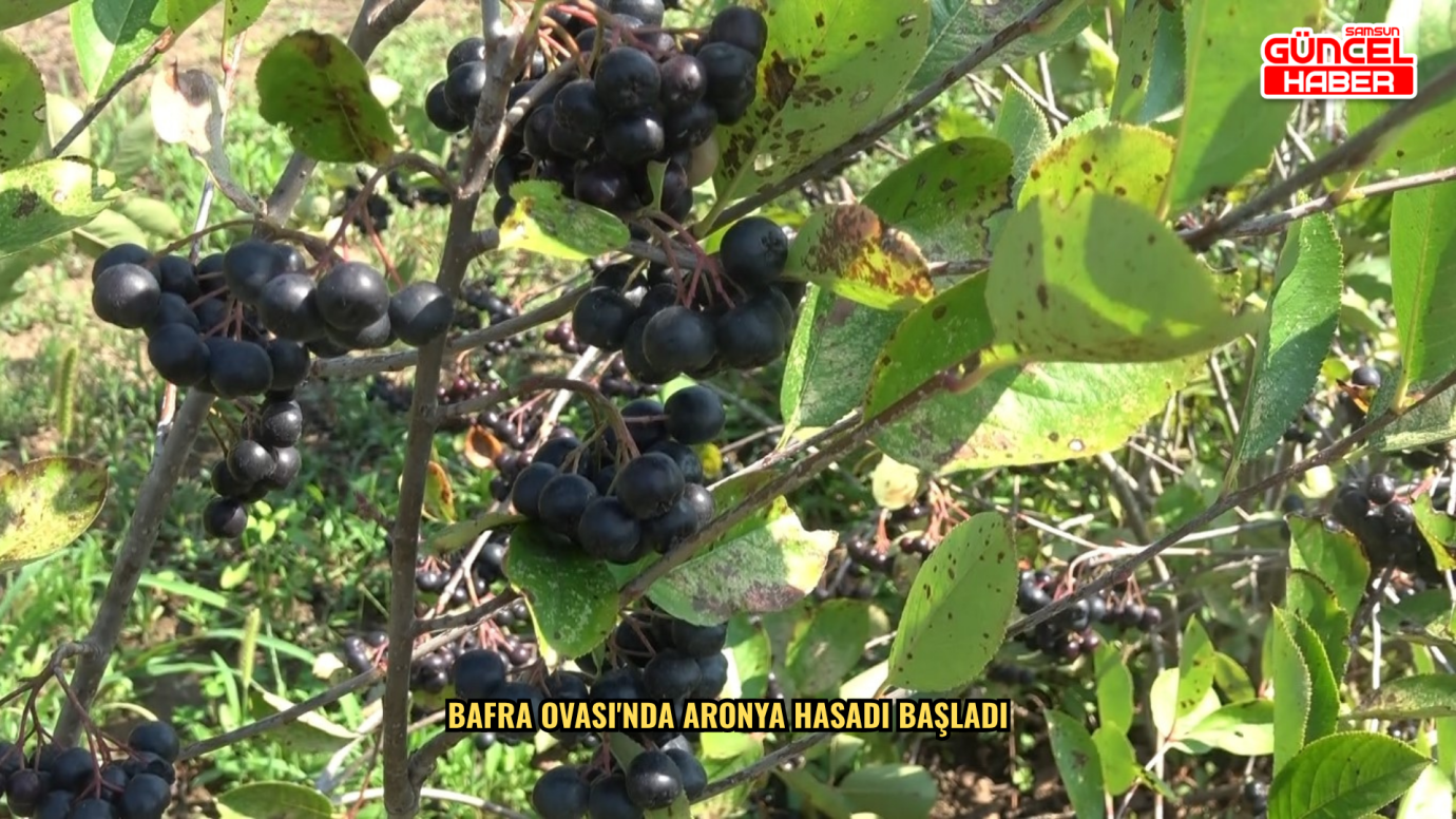  Bafra Ovası'nda aronya hasadı başladı