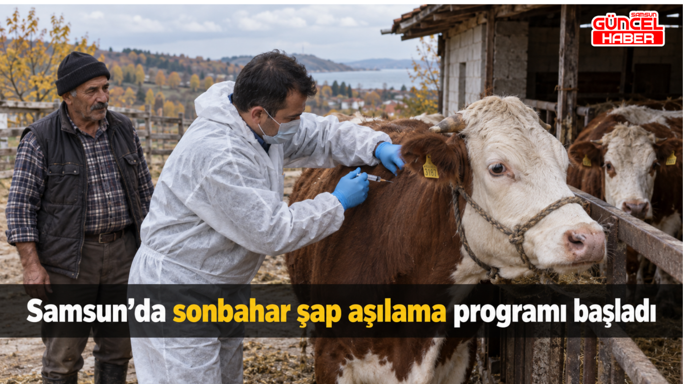 Samsun’da sonbahar şap aşılama programı başladı