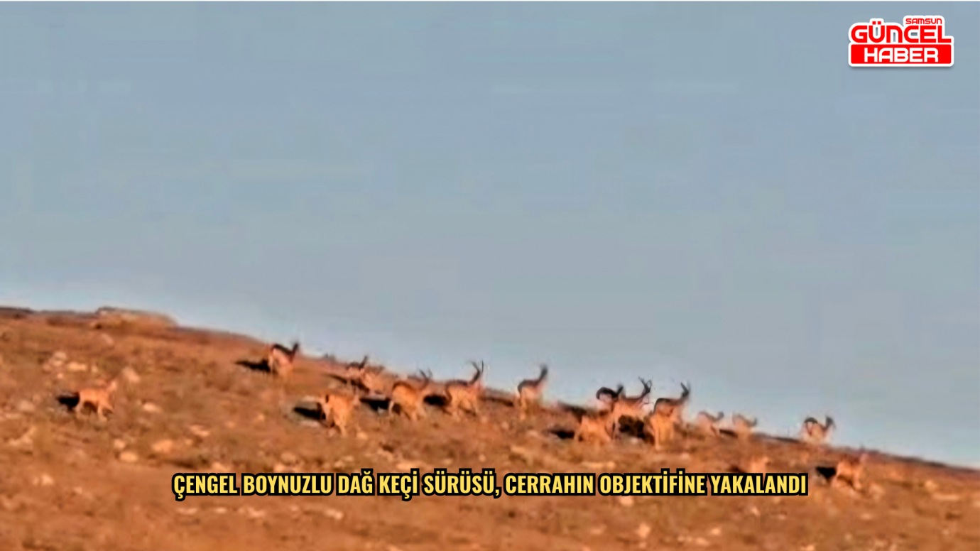 Çengel boynuzlu dağ keçi sürüsü, cerrahın objektifine yakalandı