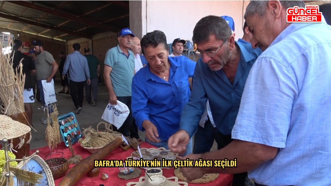 Bafra'da Türkiye'nin ilk çeltik ağası seçildi